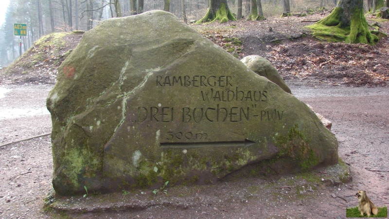 Ritterstein Nr. 234-2a Ramberger Waldhaus Drei Buchen 300 m.jpg - Ritterstein Nr.234 Ramberger Waldhaus Drei Buchen 300 m